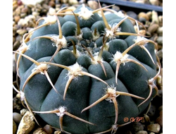 Gymnocalycium vatteri VG-415 - 5 семян