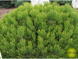 Сосна белокорая "ШМИДТА" (саженец 20х20 см)