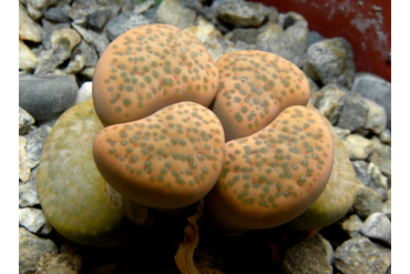 Lithops fulviceps 