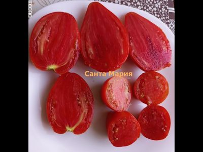 Томат Санта Мария (Santa Maria)