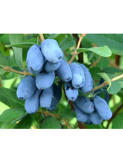 Жимолость "Бореал Близзард"