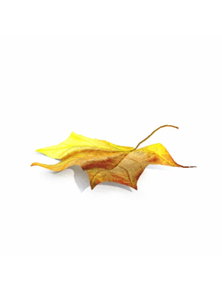 листья Лист 04