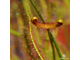 Drosera "Binata Extrema Multifida"