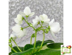 ШН-Космическая Фея (Н. Шушакова) 2019 г.