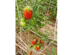 Томат Длинные из Ковеля