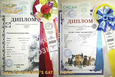 11 мес. 2 выставки в один день - и обе с победой! Титулы: ЮСАСх2, ЛЮх2, ЛППх2, CW.