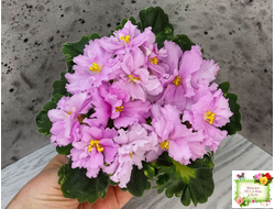 АВ-Поющие Пески (Фиалковод) 2021 г. (сортовой стартер)