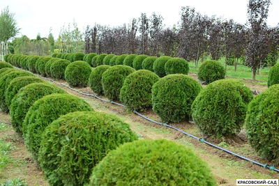 Туя Смаргад в форме шара