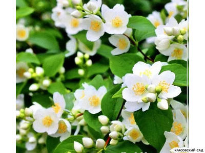 Чубушник гибридный Kalina