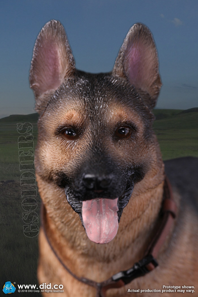 Немецкая овчарка - Коллекционная ФИГУРКА 1/6 scale German Shepherd (AS003) - DID
