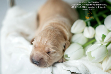 Девочка с СЕРЫМ ошейничком, 8 дней