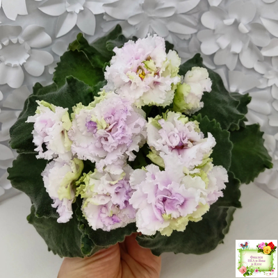 АВ-Свадебное Путешествие (Фиалковод) 2021 г. (лист посажен 03.11.25)