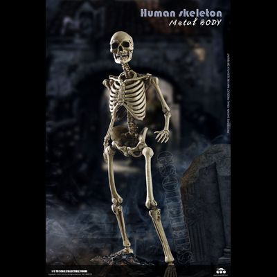 Человеческий скелет (из металла) - Коллекционная ФИГУРКА 1/6 scale THE HUMAN SKELETON (DIECAST ALLOY) (BS011) - COOMODEL