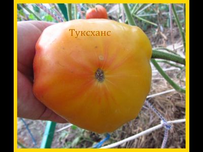 Томат Туксханс красно-жёлтый (Tuxhorn’s Red and Yellow)