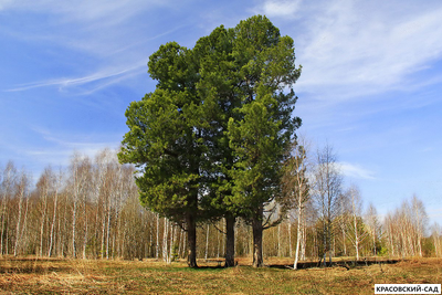 Сосна Кедровая Сибирская 3 метра