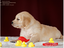 ПОМЕТ Е-2026 ОТ МАРГО & Пумбы. Голден ретривер девочка КРАСНЫЙ ошейничек, на фото 36 дней