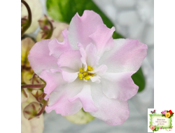 СВ-Город Грасс (О. Емельянова) 2024 г. трейлер (лист укоренённый)