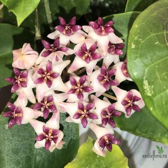 Hoya 'Patricia' (H. darwinii × H. elliptica)