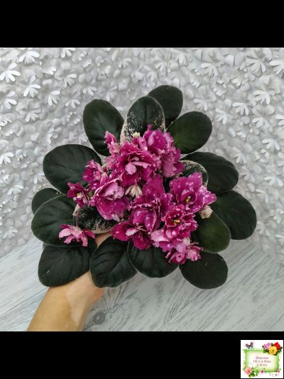 Rivermist Sizzle (J. Baker) (лист посажен 27/01/26)