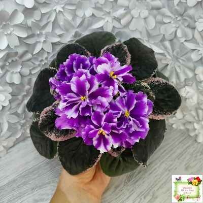 ВаТ-Морской Стиль (Т. Валькова) 2019 г.