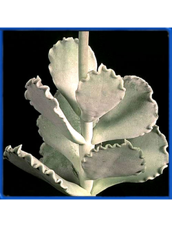 Cotyledon