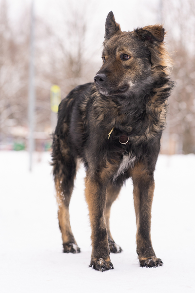 Кекс