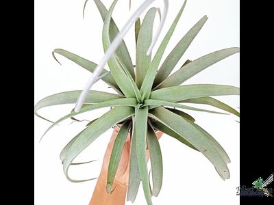 Тилландсия Silver rose