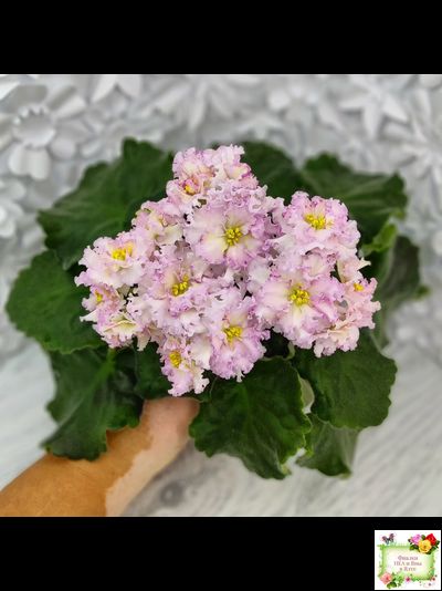 ЛЕ-Злато Скифов (Е. Лебецкая) 2015 г.