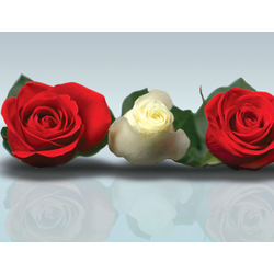 ШМП028  Панель SP030. Размер: 2800х610х6.