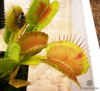 Dionaea muscipula Patches