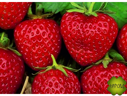 КЛУБНИКА "ОСТАРА" (РЕМОНТАНТНАЯ, САМАЯ ВКУСНАЯ, ПОДХОДИТ ДЛЯ КАШПО)