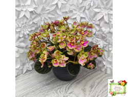 ЛЕ-Ярита (Е.Лебецкая) 2016 г.