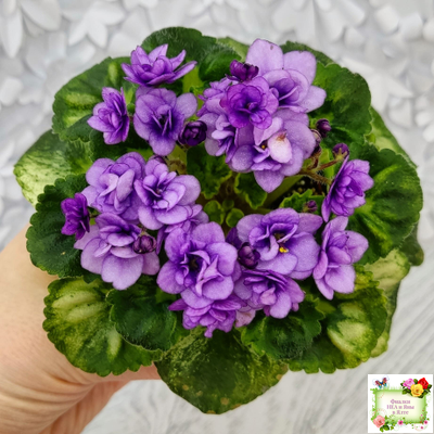 Little Caboose (H. Pittman) (гёрл-лист с кроновой пестролистностью)