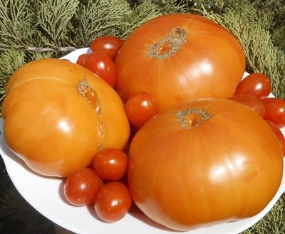 Томат Гавайский ананас (Hawaiian Pineapple)