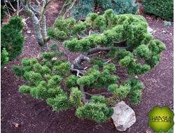 СОСНА ГОРНАЯ "ЯКОБСЕН" бонсай (саженец 60 см)