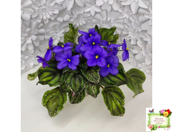 LV-БИГ (Л. Шевелева) 2024 г. трейлер (лист с детками посажен 15.08.25)