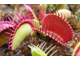 Dionaea muscipula Red Line