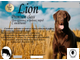 Гранд Дог корм для собак Grand Dog Lion Premium с Говядиной для средних и крупных пород 10кг