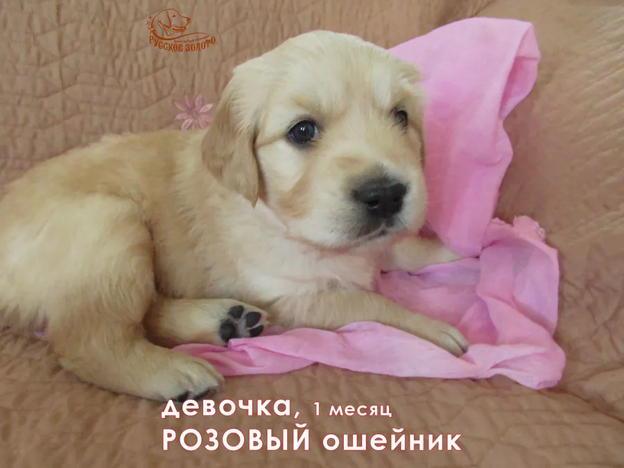 1 месяц. Девочка РОЗОВЫЙ ошейничек