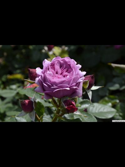 Тэльма (Thelma)