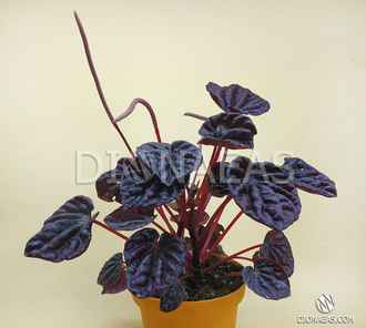 Peperomia caperata Schumi red