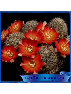 Mediolobivia steinmannii v. christinae WR 492a