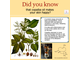 Копайба, Копайский бальзам (Copaifera officinalis) Бразилия, 5 мл - 100% натуральное эфирное масло