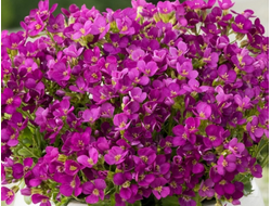 Арабис Кавказский Little Treasure Deep Rose, p9