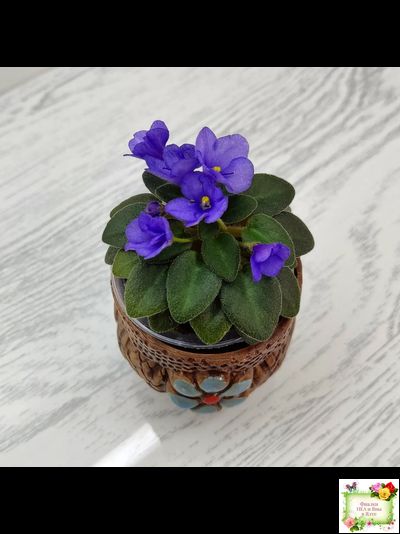 Rob's Twinkle Blue (R.Robinson)