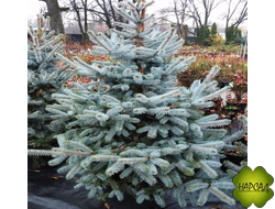 Ель колючая "Эрик Фарм" (3 м)