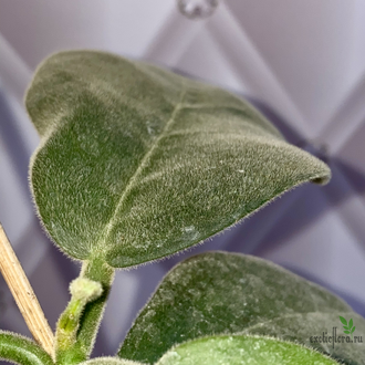 14/02/2025 hoya calicyna
