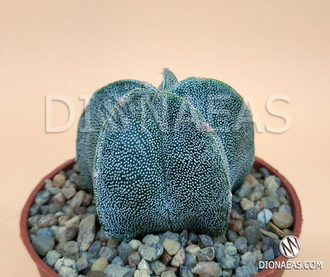 Astrophytum Myriostigma - Астрофитум мириостигма, Астрофитум многорыльцевый, Астрофитум крапчатый, кактус звезда