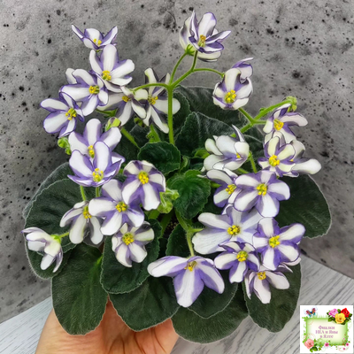 7 Белок (Калгины) химера (стартер сорт)