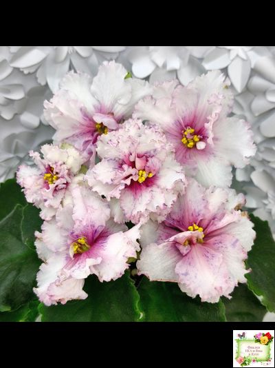 РМ-Ягодный Мармелад (Н.Скорнякова) 2019 г.